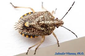 Attēlu rezultāti vaicājumam “Heteroptera”