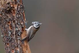 Attēlu rezultāti vaicājumam “Lophophanes cristatus adult”