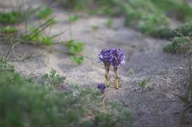 Attēlu rezultāti vaicājumam “Orobanche coerulescens bud”