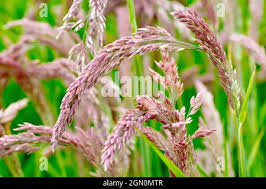 Attēlu rezultāti vaicājumam “Holcus lanatus  flower”