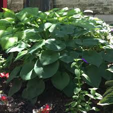 Attēlu rezultāti vaicājumam “Hosta sp. leaf”