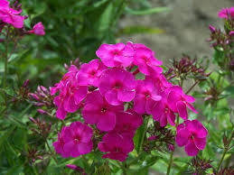 Attēlu rezultāti vaicājumam “Phlox paniculata”
