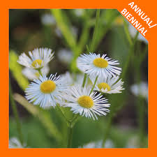 Attēlu rezultāti vaicājumam “Erigeron annuus leaf”