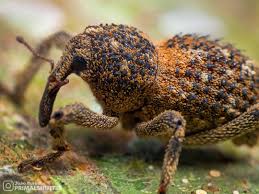 Attēlu rezultāti vaicājumam “Curculionidae”