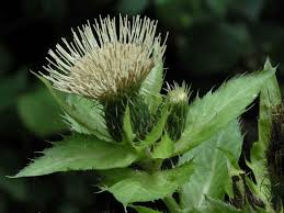 Attēlu rezultāti vaicājumam “Cirsium oleraceum leaf”