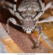 Attēlu rezultāti vaicājumam “Acanthocinus aedilis”