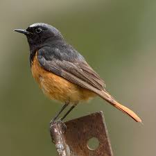 Attēlu rezultāti vaicājumam “Phoenicurus ochruros female”
