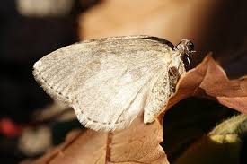 Attēlu rezultāti vaicājumam “Epirrita sp.”