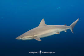 Image result for Carcharhinus acronotus
