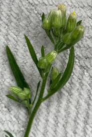 Attēlu rezultāti vaicājumam “Erigeron acris”