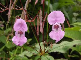 Image result for Impatiens glandulifera