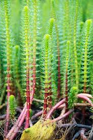 Attēlu rezultāti vaicājumam “Hippuridaceae”