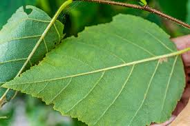 Attēlu rezultāti vaicājumam “Betula papyrifera leaf”