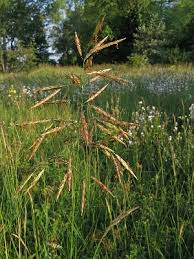 Attēlu rezultāti vaicājumam “Bromopsis inermis leaf”