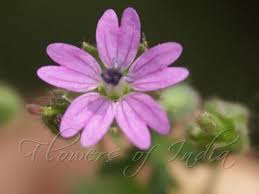 Attēlu rezultāti vaicājumam “Geranium molle flower”