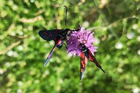 Attēlu rezultāti vaicājumam “Zygaena lonicerae”