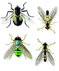 Attēlu rezultāti vaicājumam “Sericomyia sp.”