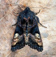 Attēlu rezultāti vaicājumam “Euplexia lucipara”