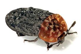 Attēlu rezultāti vaicājumam “Oiceoptoma thoracicum”