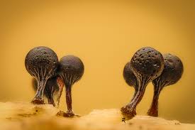 Attēlu rezultāti vaicājumam “Trichia crateriformis macro”