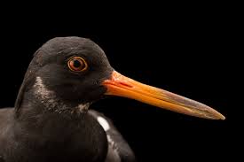 Attēlu rezultāti vaicājumam “Haematopus ostralegus”