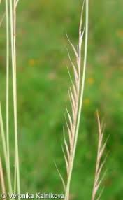 Attēlu rezultāti vaicājumam “Nardus stricta fruit”