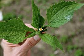 Attēlu rezultāti vaicājumam “Galinsoga quadriradiata leaf”