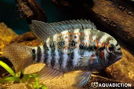 Attēlu rezultāti vaicājumam “Collaria rubens macro”