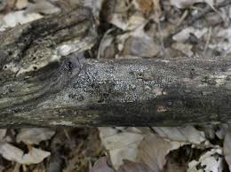 Attēlu rezultāti vaicājumam “Proliferodiscus pulveraceus”