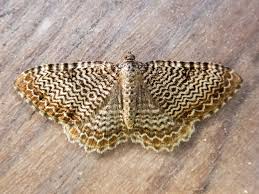 Attēlu rezultāti vaicājumam “Hydria undulata”