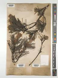 Attēlu rezultāti vaicājumam “Pinus sylvestris var. turfosa”