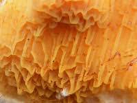 Attēlu rezultāti vaicājumam “Leucogyrophana mollusca”