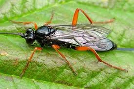 Attēlu rezultāti vaicājumam “Ichneumonidae”