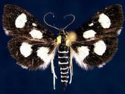 Attēlu rezultāti vaicājumam “Anania funebris”