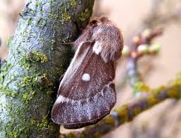 Attēlu rezultāti vaicājumam “Eriogaster lanestris”