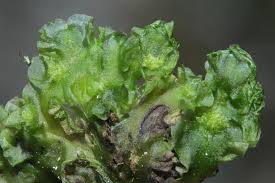 Attēlu rezultāti vaicājumam “Moerckia hibernica”