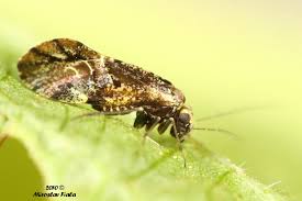 Attēlu rezultāti vaicājumam “Metylophorus nebulosus”