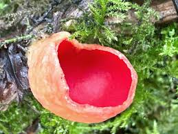 Attēlu rezultāti vaicājumam “Sarcoscypha austriaca”