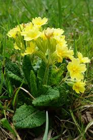 Attēlu rezultāti vaicājumam “Primula x polyantha”
