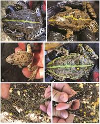 Attēlu rezultāti vaicājumam “Pelophylax adult”
