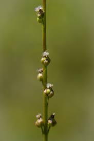 Attēlu rezultāti vaicājumam “Juncaginaceae”