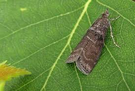 Attēlu rezultāti vaicājumam “Ortholepis betulae”