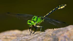 Attēlu rezultāti vaicājumam “Ophiogomphus cecilia”