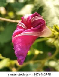 Image result for Prunkwinde