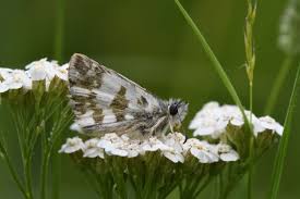 Attēlu rezultāti vaicājumam “Pyrgus alveus”