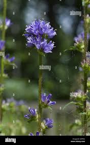 Attēlu rezultāti vaicājumam “Campanula cervicaria bud”