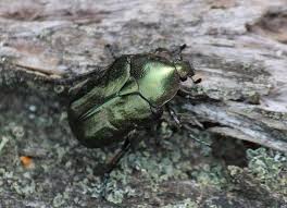 Attēlu rezultāti vaicājumam “Potosia cuprea”