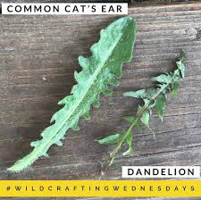 Attēlu rezultāti vaicājumam “Hypochaeris radicata leaf”