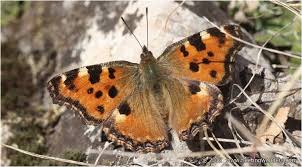 Attēlu rezultāti vaicājumam “Nymphalis polychloros”