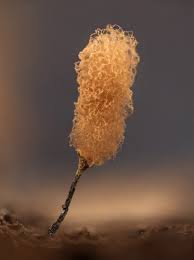 Attēlu rezultāti vaicājumam “Arcyria minuta macro”